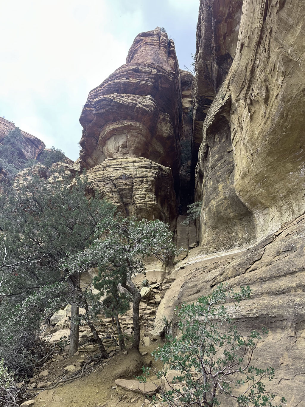 landscape of rocks and trees in Sedona